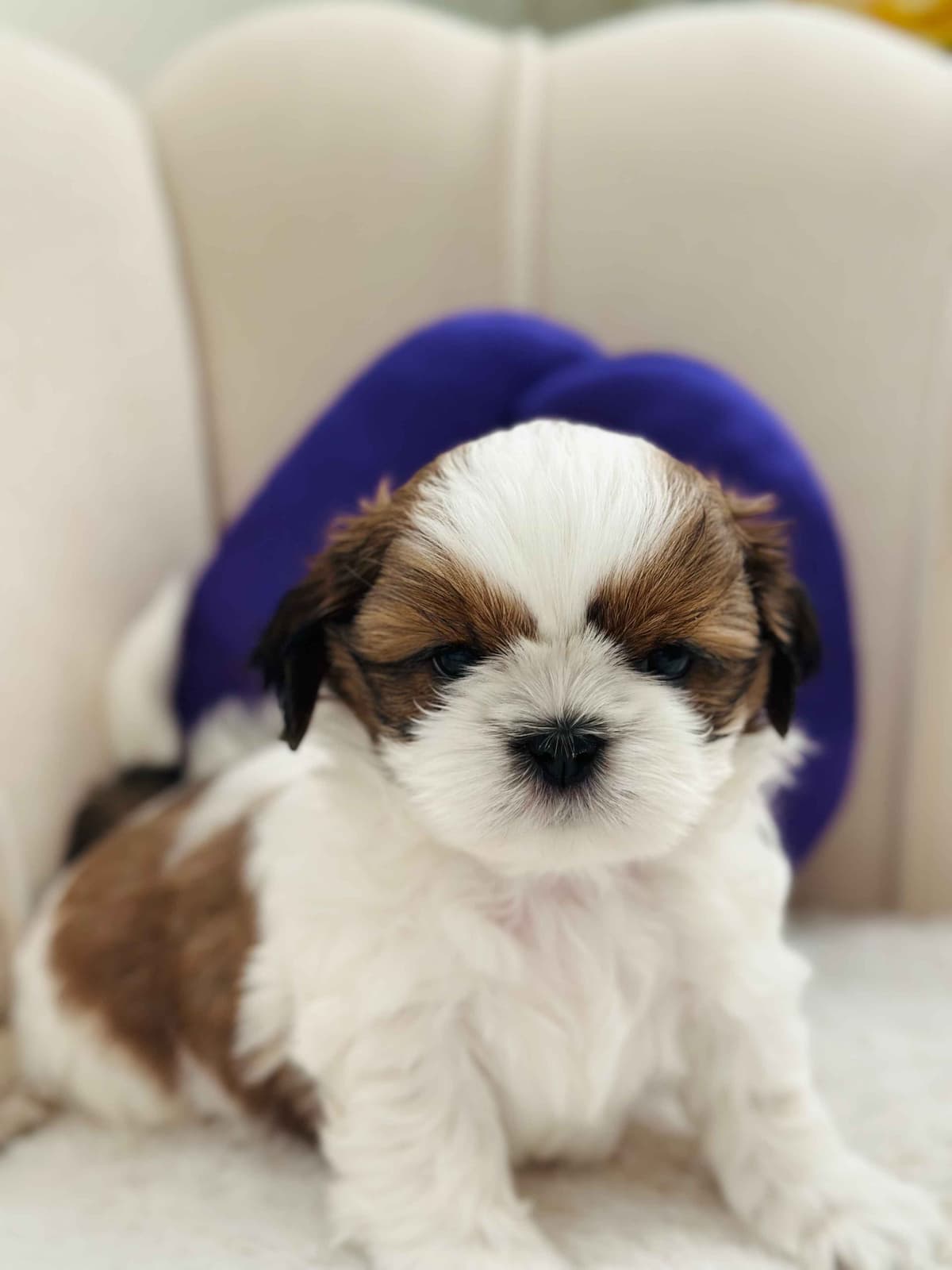 AKC Registered Shih Tzu Puppies breeder image 18