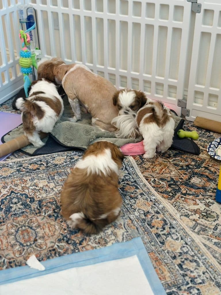 AKC Registered Shih Tzu Puppies breeder image 21