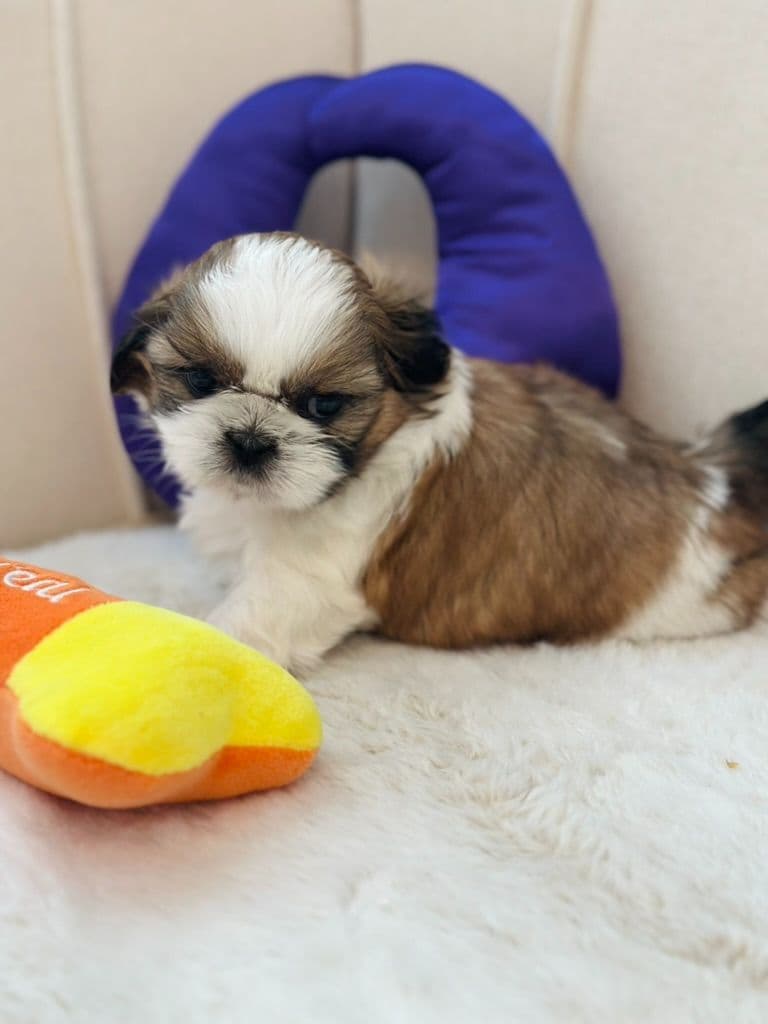 AKC Registered Shih Tzu Puppies breeder image 22
