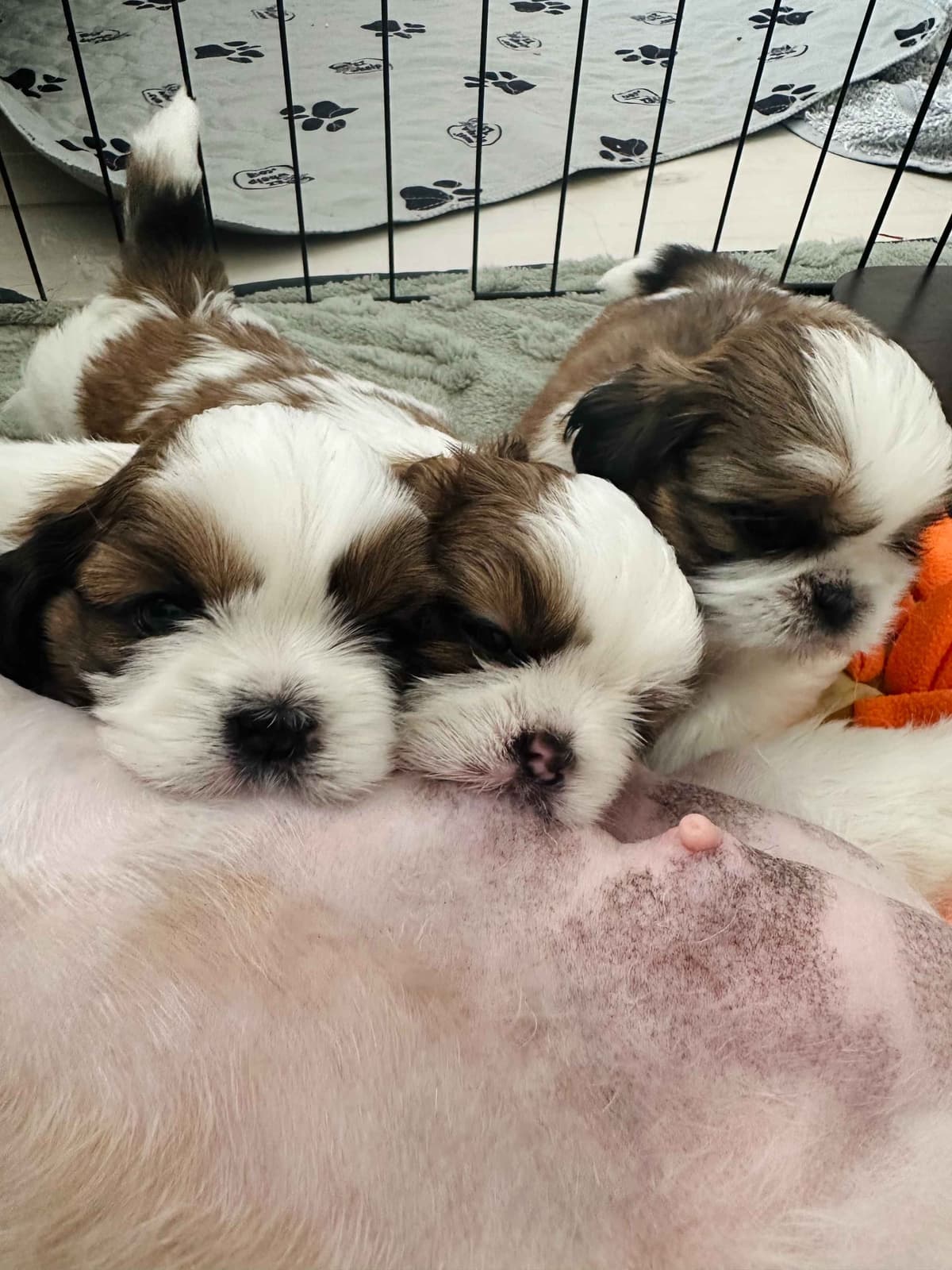 AKC Registered Shih Tzu Puppies breeder image 23