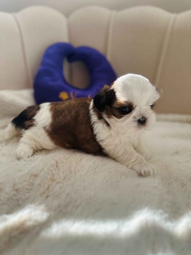 AKC Registered Shih Tzu Puppies media 2