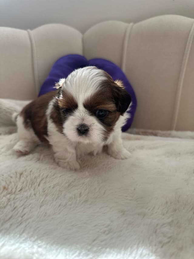 AKC Registered Shih Tzu Puppies media 3