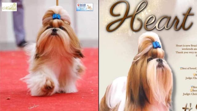 AKC Registered Shih Tzu Puppies media 5