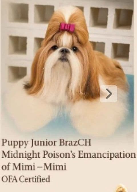 AKC Registered Shih Tzu Puppies media 6