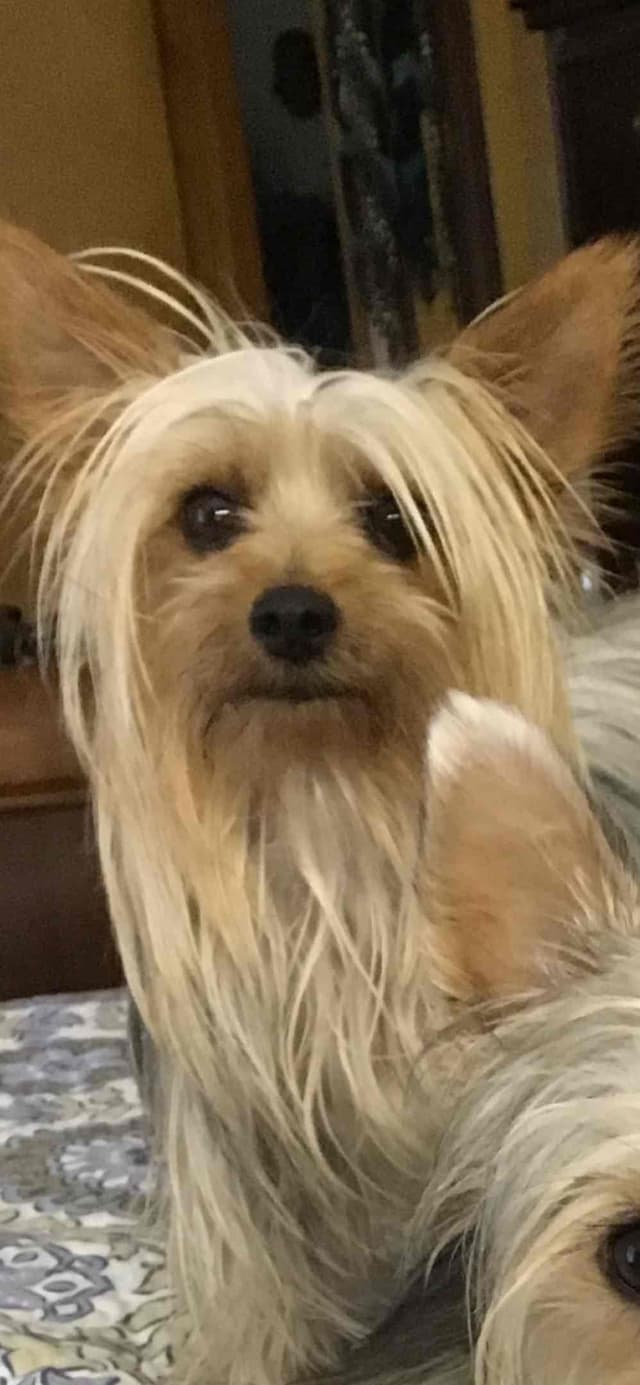 Silky Terrier Puppies media 2