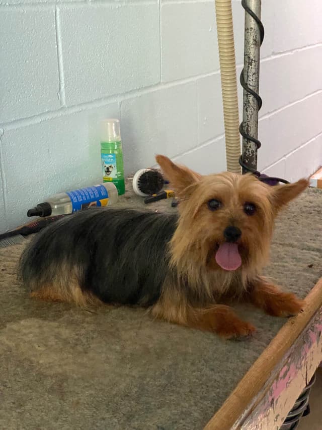 Silky Terrier Puppies media 3