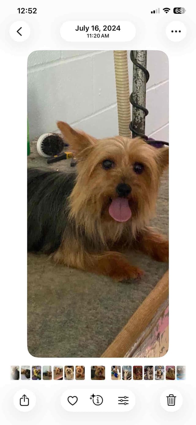 Silky Terrier Puppies media 3