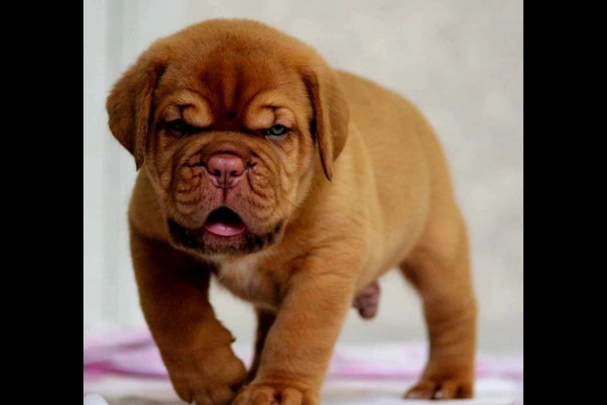 Dogue de Bordeaux Puppies breeder image 2