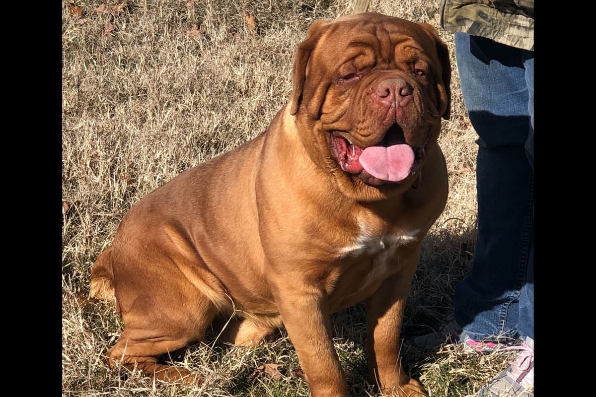 Dogue de Bordeaux Puppies breeder image 1