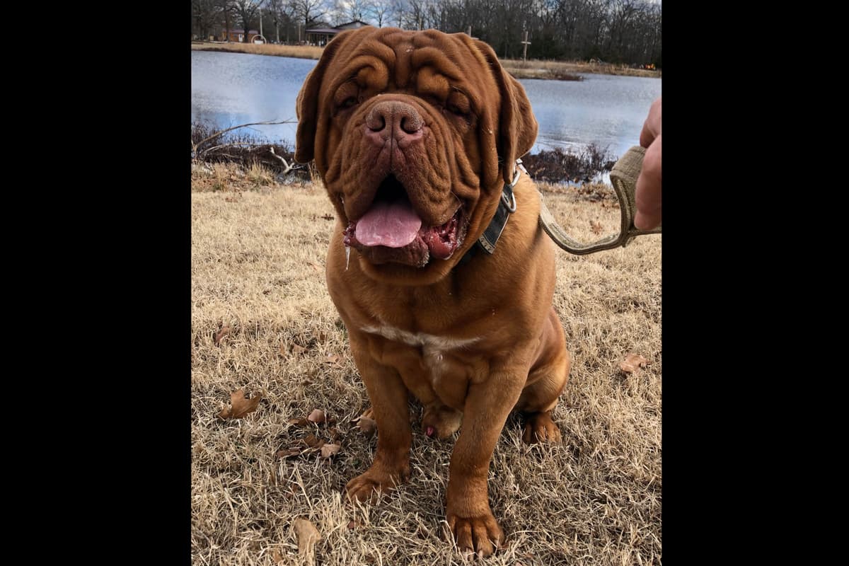 Dogue de Bordeaux Puppies breeder image 3