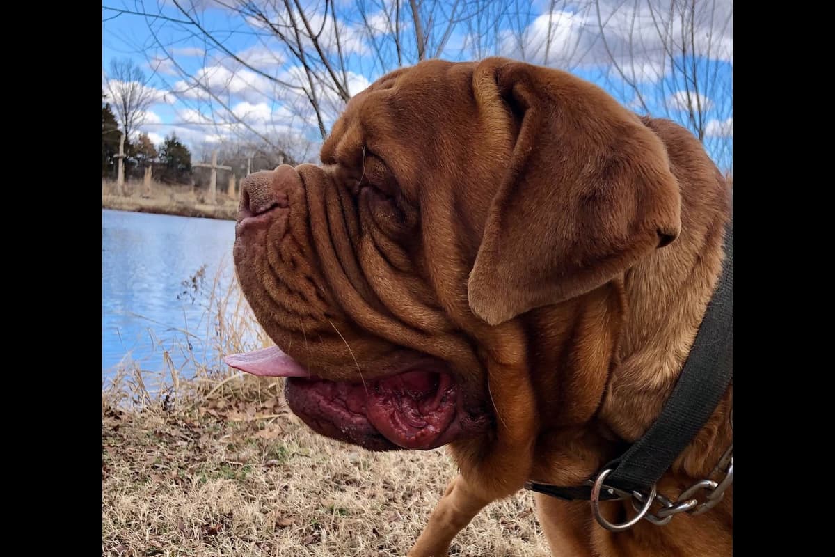 Dogue de Bordeaux Puppies breeder image 4