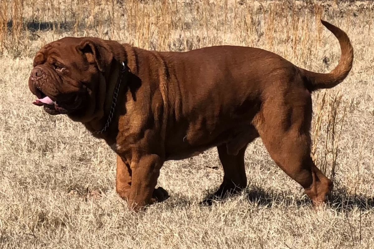 Dogue de Bordeaux Puppies breeder image 5
