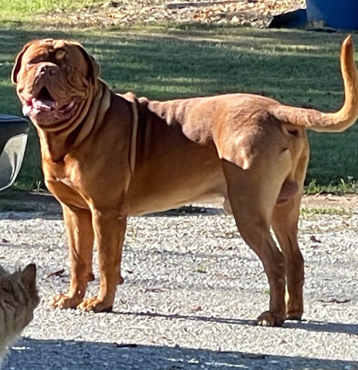 Dogue de Bordeaux Puppies breeder image 9