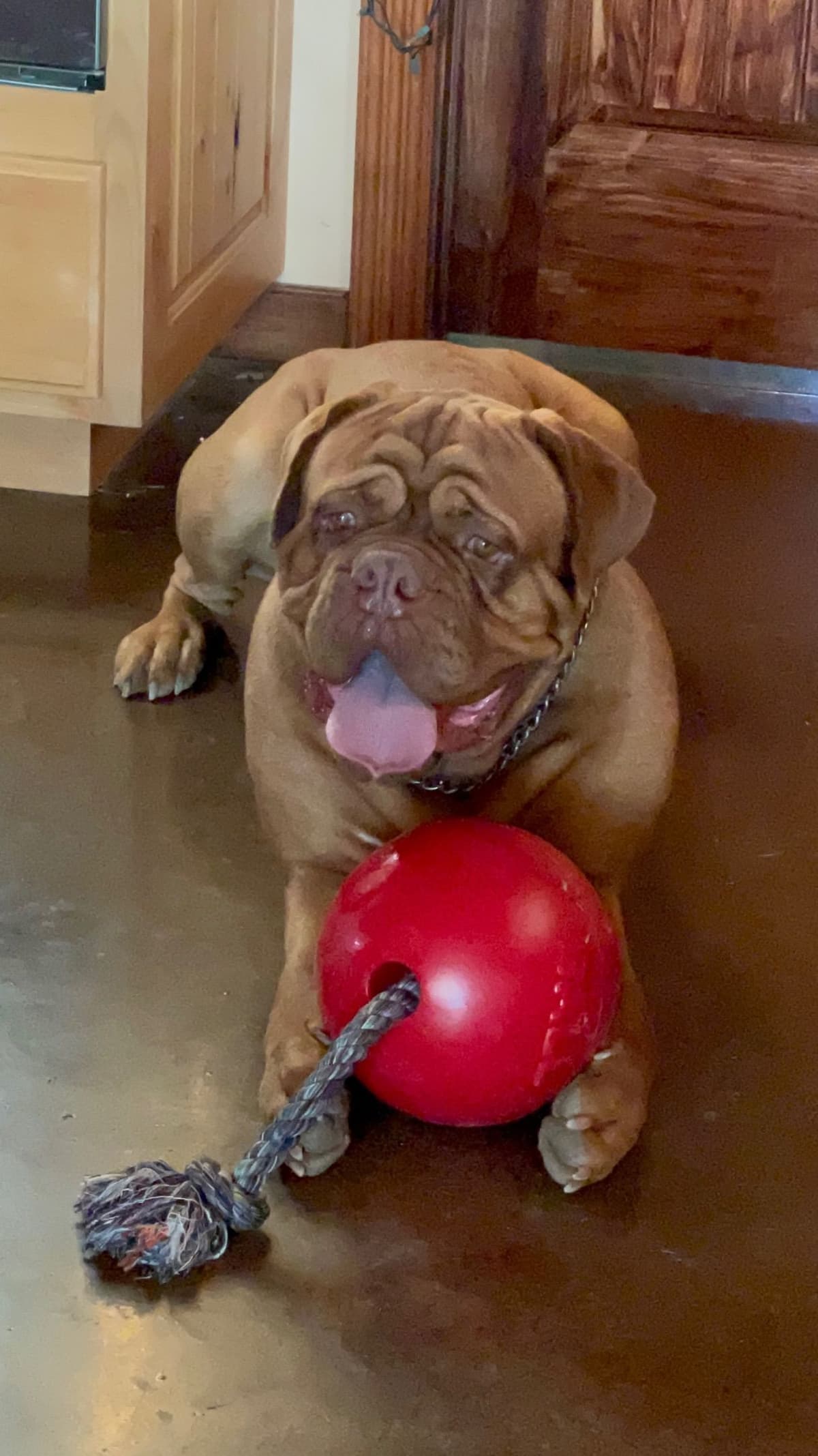 Dogue de Bordeaux Puppies breeder image 10