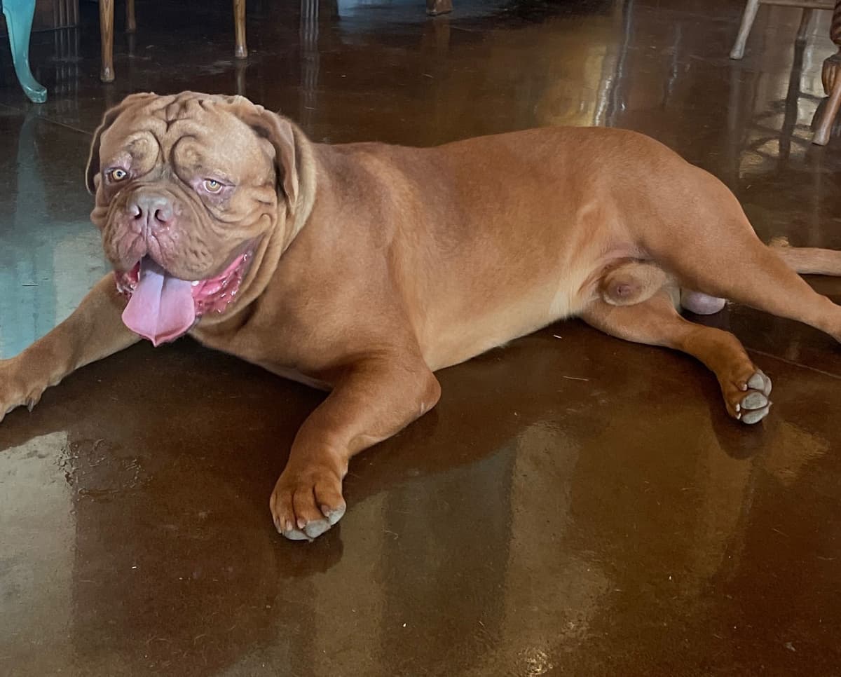 Dogue de Bordeaux Puppies breeder image 11