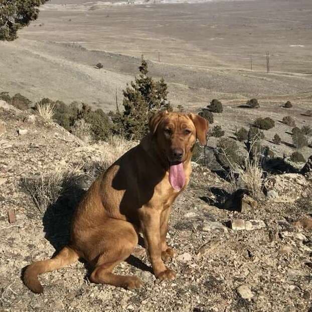 Elite Hunting & Competition Companions breeder image 4