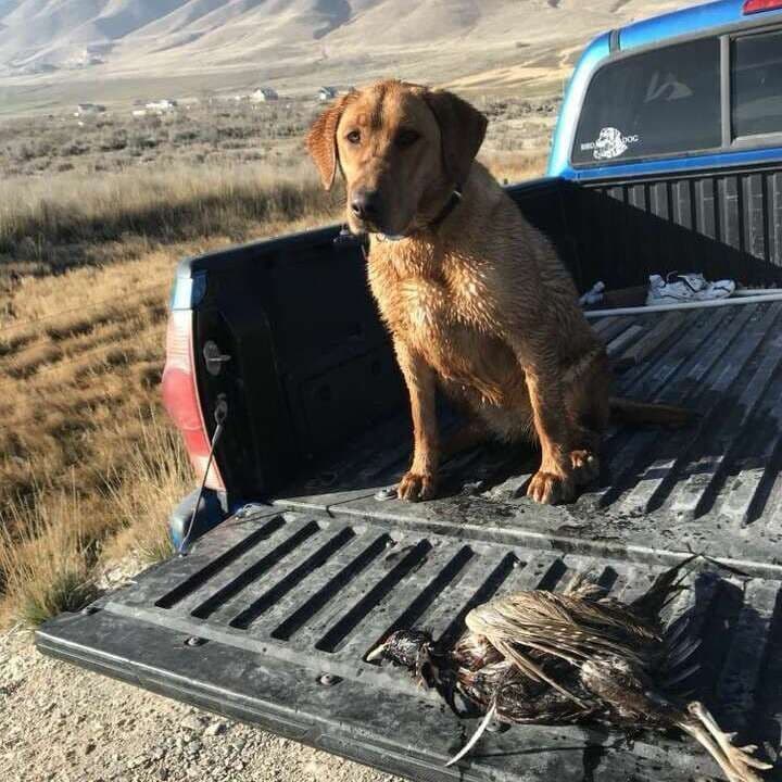 Elite Hunting & Competition Companions breeder image 1