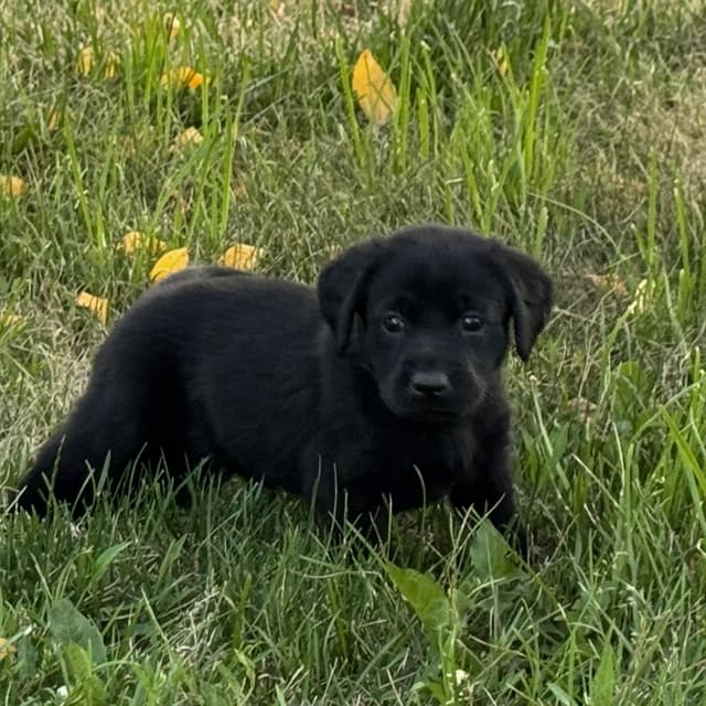 Elite Hunting & Competition Companions media 6