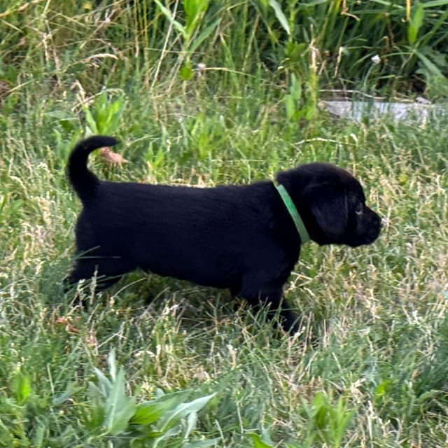 Elite Hunting & Competition Companions media 8