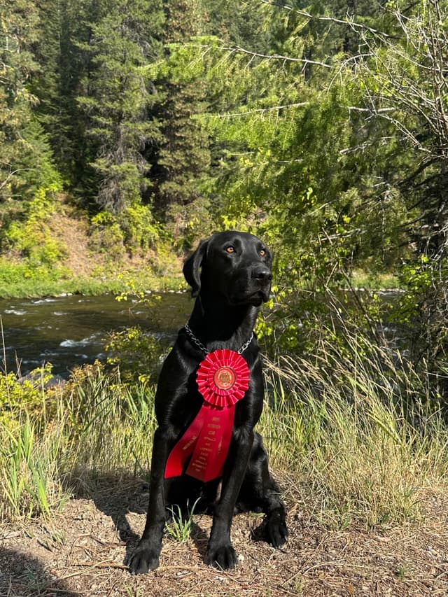 Elite Hunting & Competition Companions media 19