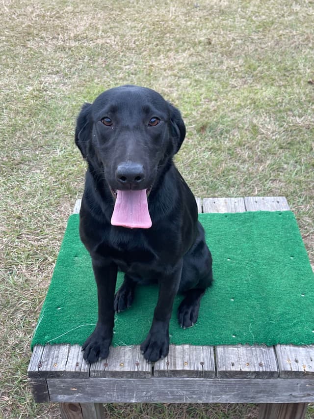 Elite Hunting & Competition Companions media 21