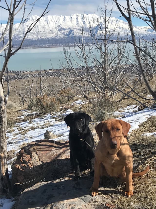 Elite Hunting & Competition Companions media 22