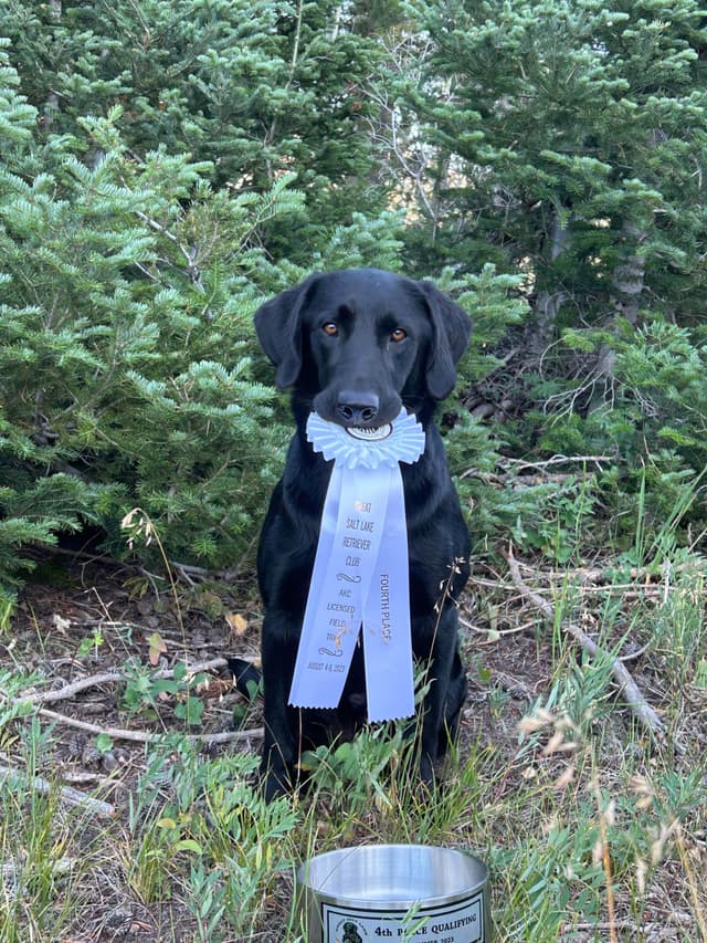 Elite Hunting & Competition Companions media 24