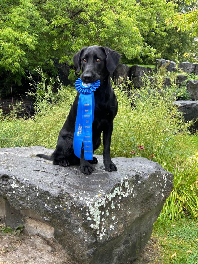 Elite Hunting & Competition Companions media 25