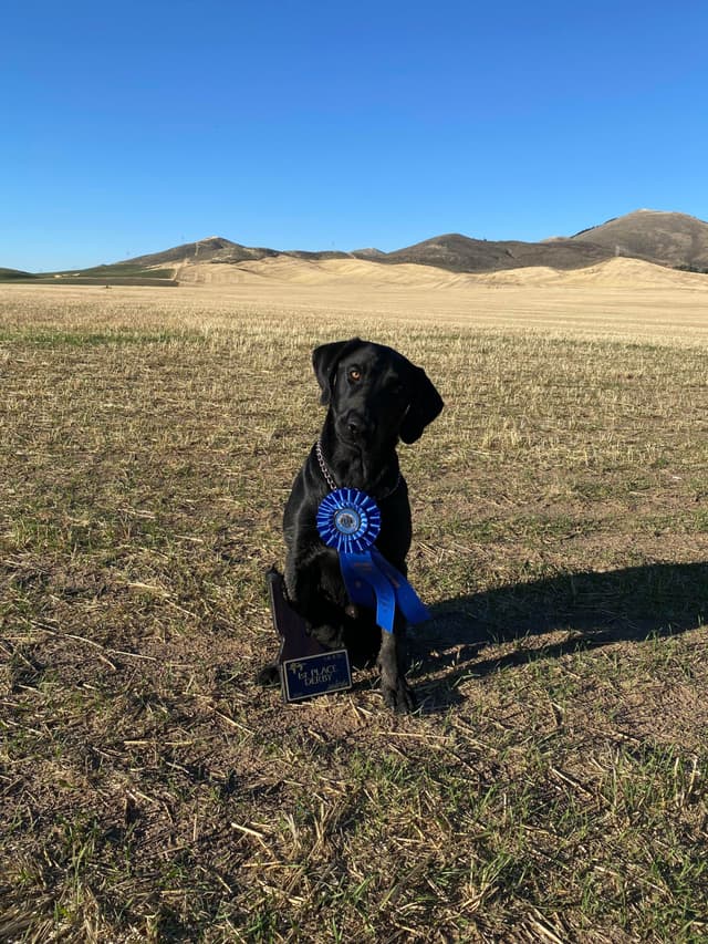 Elite Hunting & Competition Companions media 26