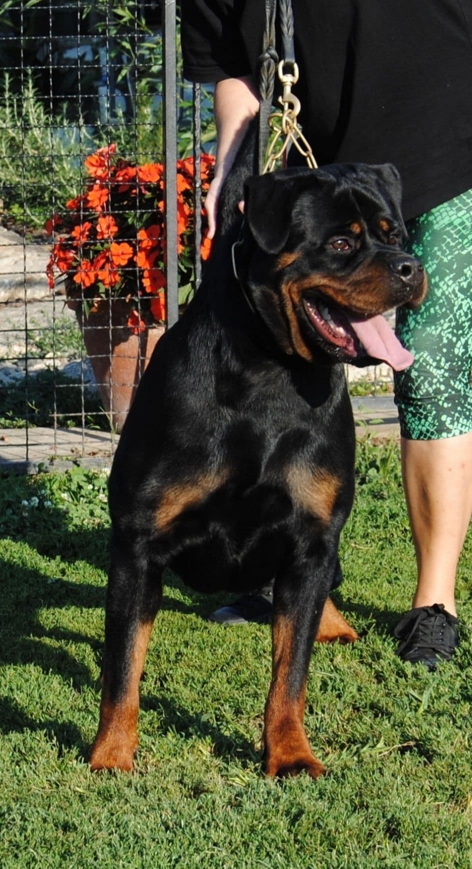 Rottweiler Puppies breeder image 4