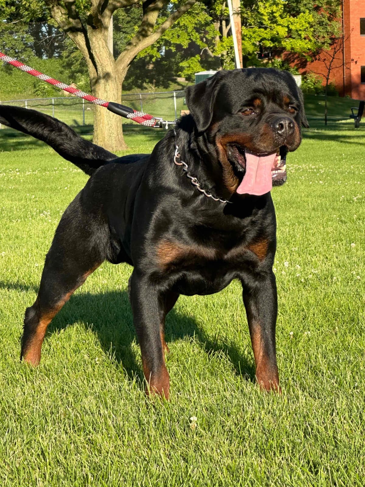 Rottweiler Puppies breeder image 1