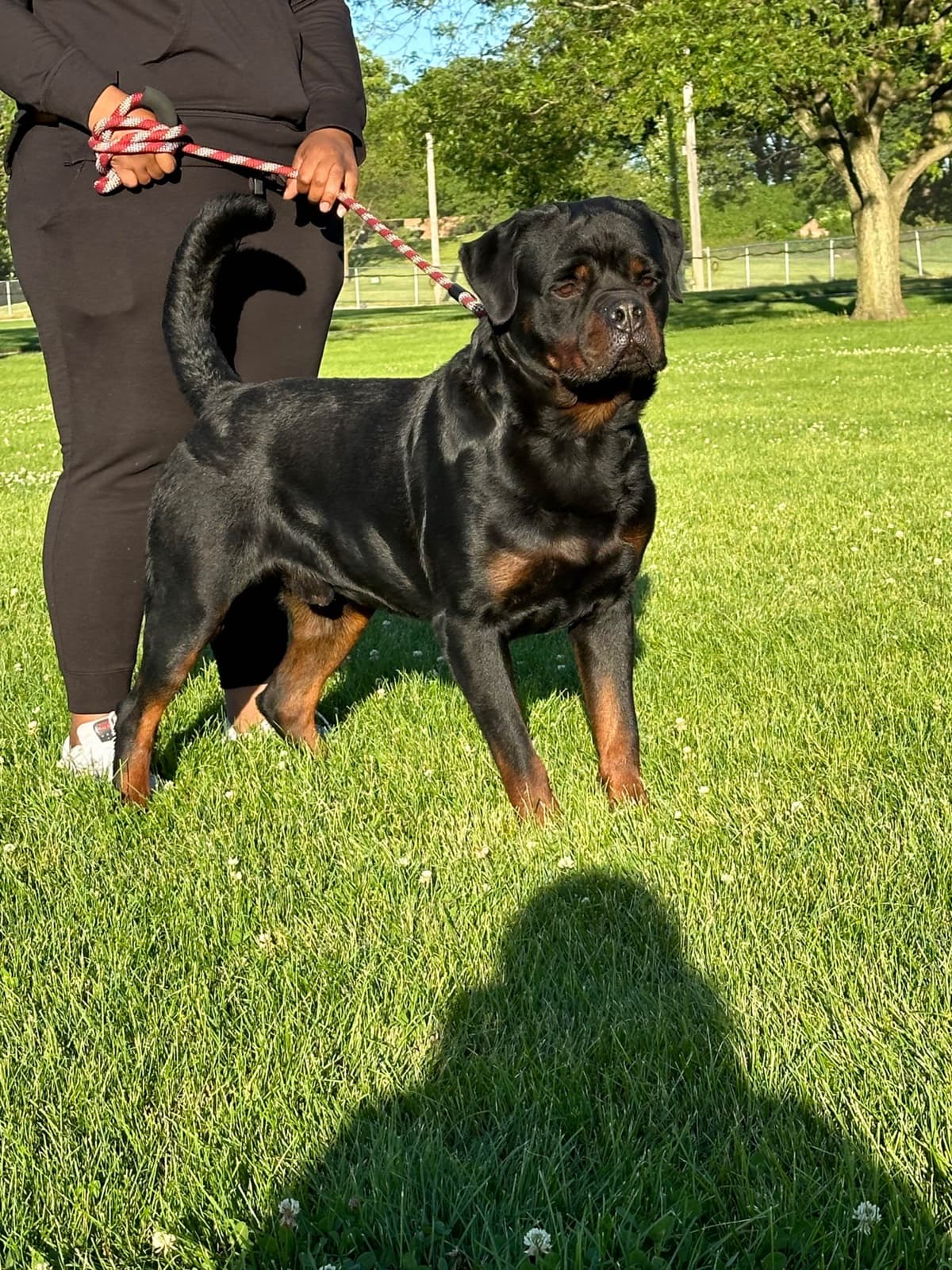 Rottweiler Puppies breeder image 2