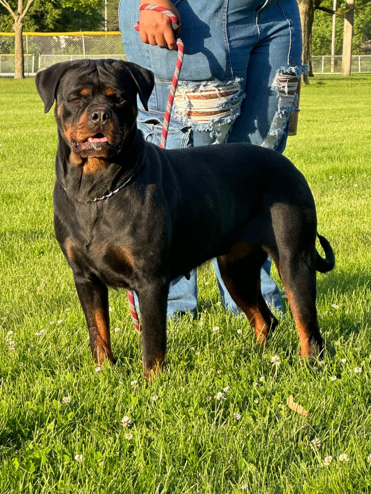 Rottweiler Puppies breeder image 5