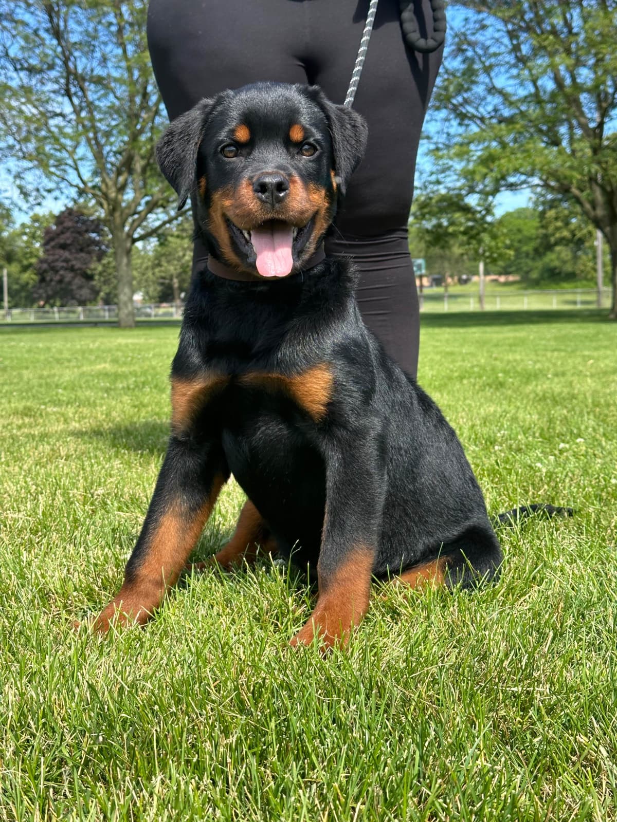 Rottweiler Puppies breeder image 6