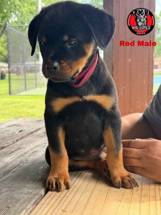 Rottweiler Puppies media 2