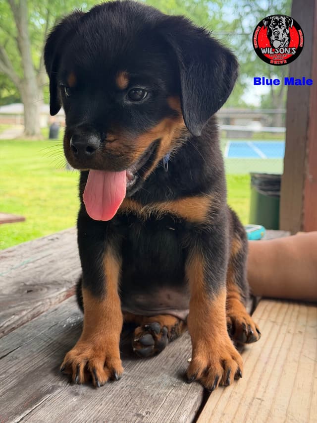 Rottweiler Puppies media 3