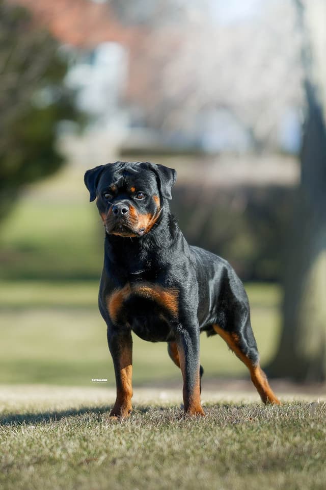 Rottweiler Puppies media 7