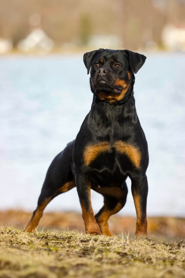 Rottweiler Puppies media 12