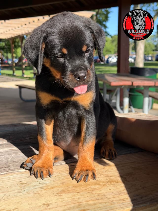 Rottweiler Puppies media 5