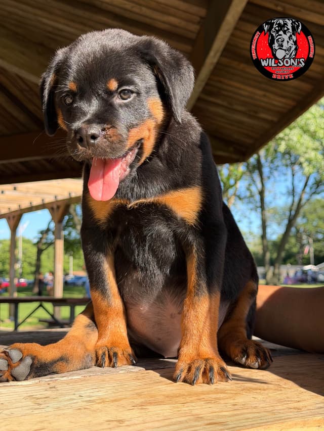 Rottweiler Puppies media 6