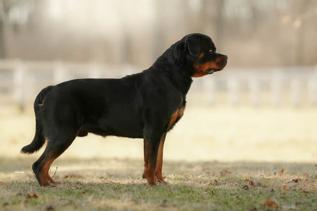 Rottweiler Puppies media 9