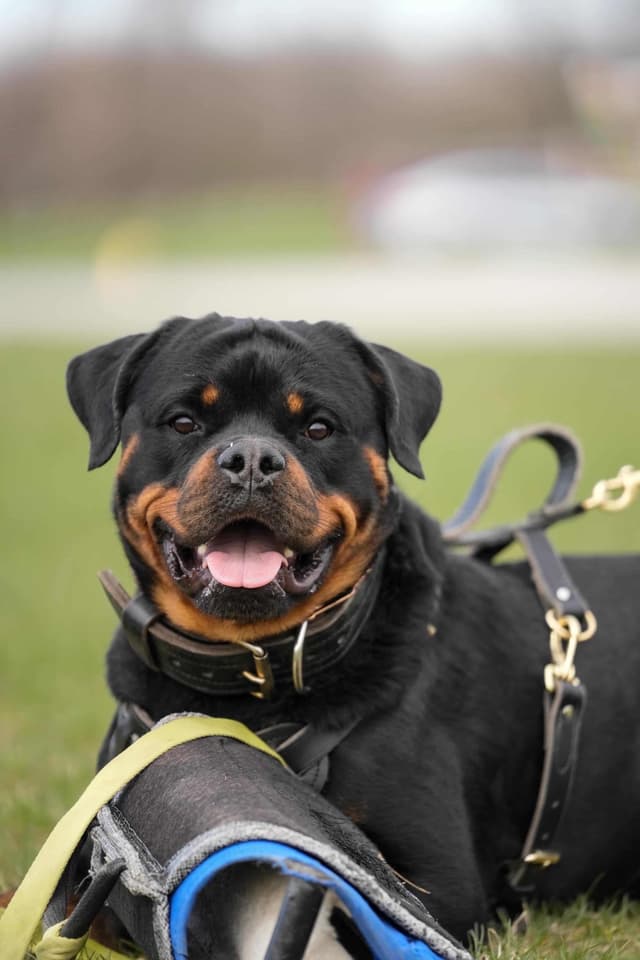 Rottweiler Puppies media 10
