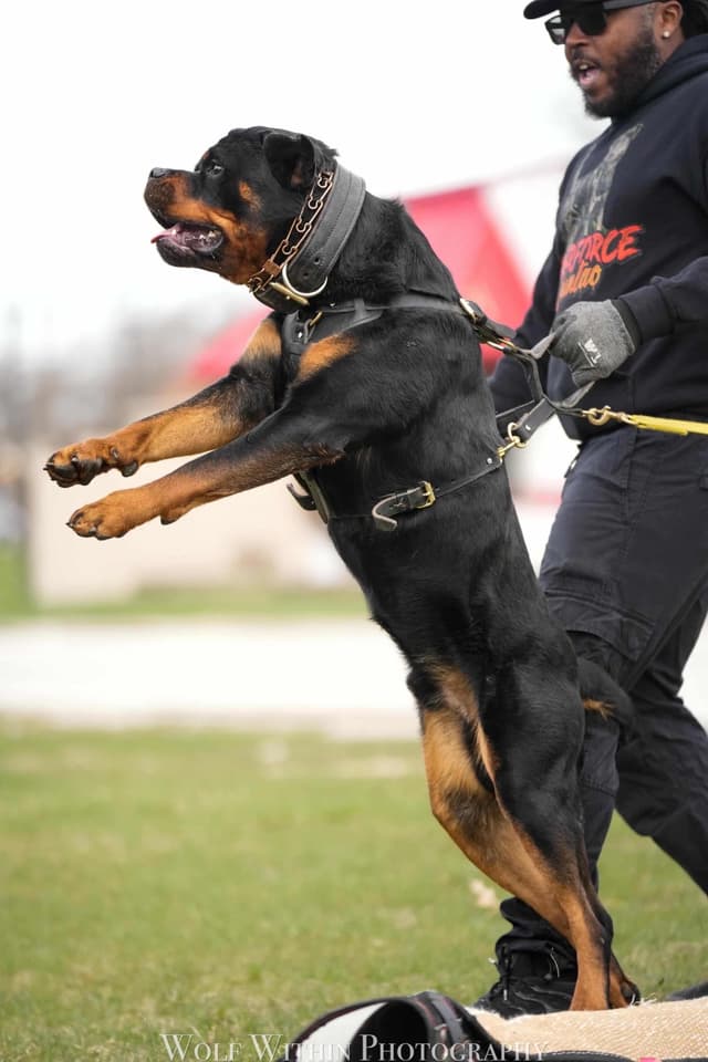 Rottweiler Puppies media 11