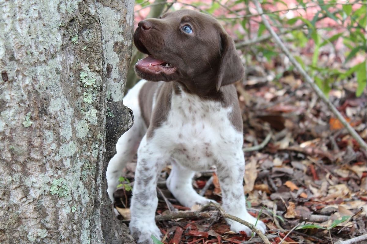German Shorthaired Pointer Puppies breeder image 2