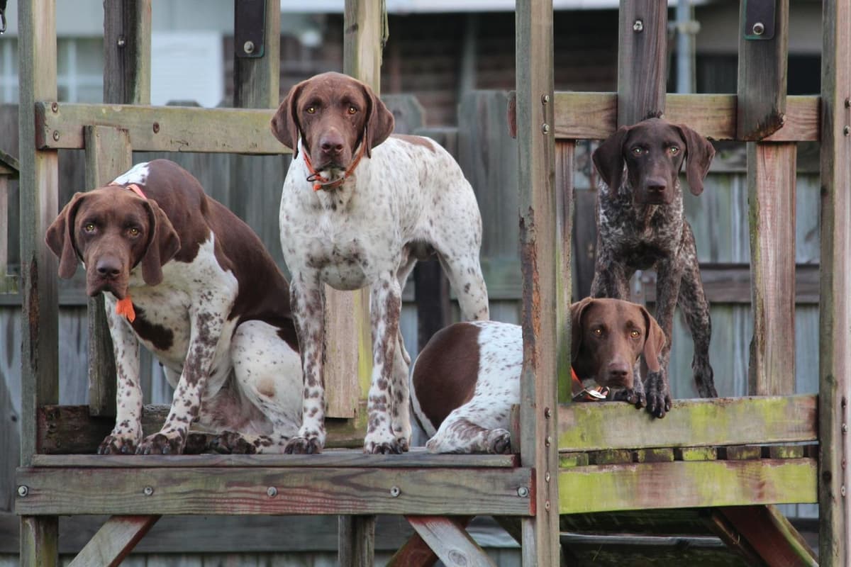 German Shorthaired Pointer Puppies breeder image 3