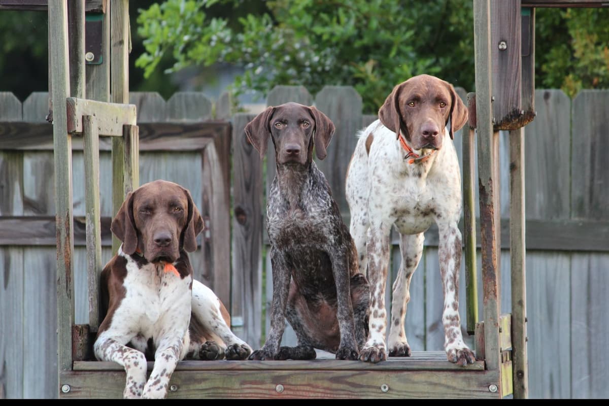 German Shorthaired Pointer Puppies breeder image 4