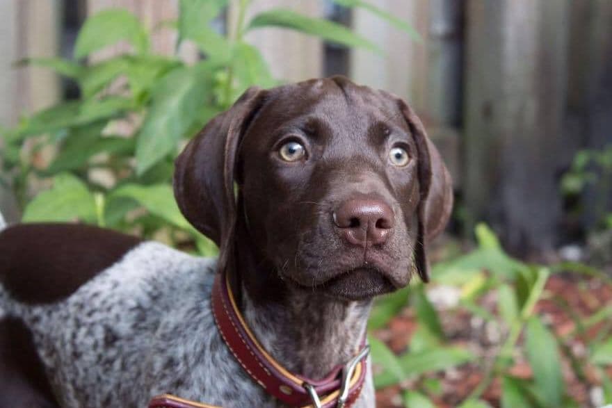 German Shorthaired Pointer Puppies breeder image 6