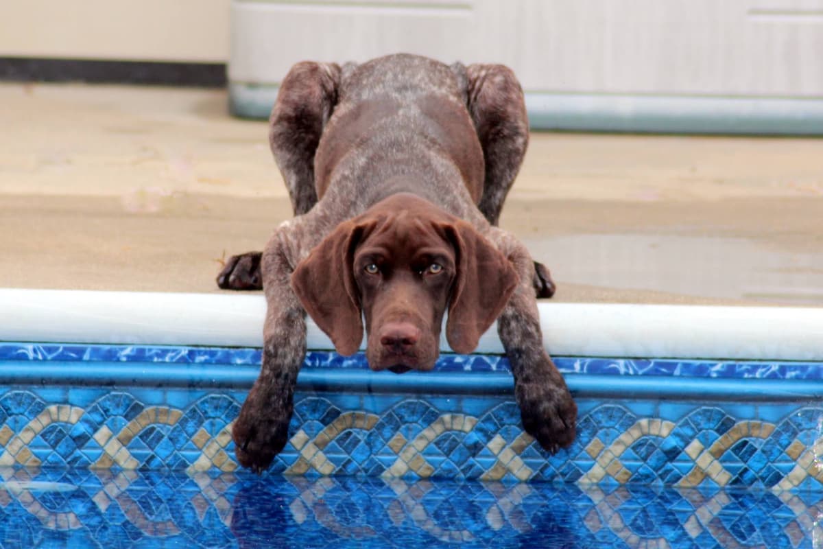 German Shorthaired Pointer Puppies breeder image 7