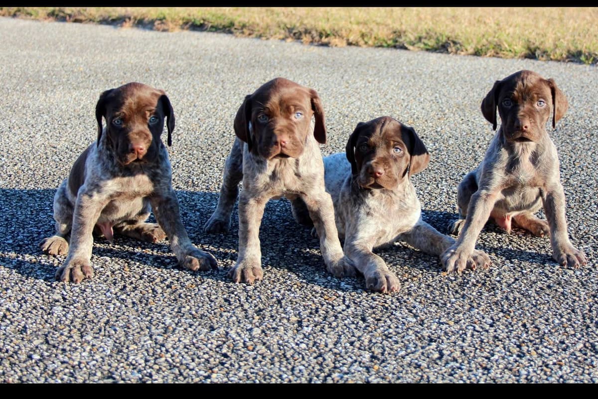German Shorthaired Pointer Puppies breeder image 9
