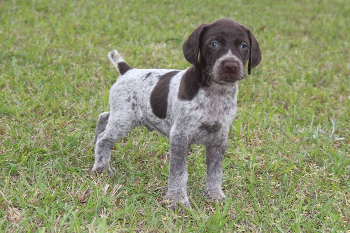 German Shorthaired Pointer Puppies breeder image 10